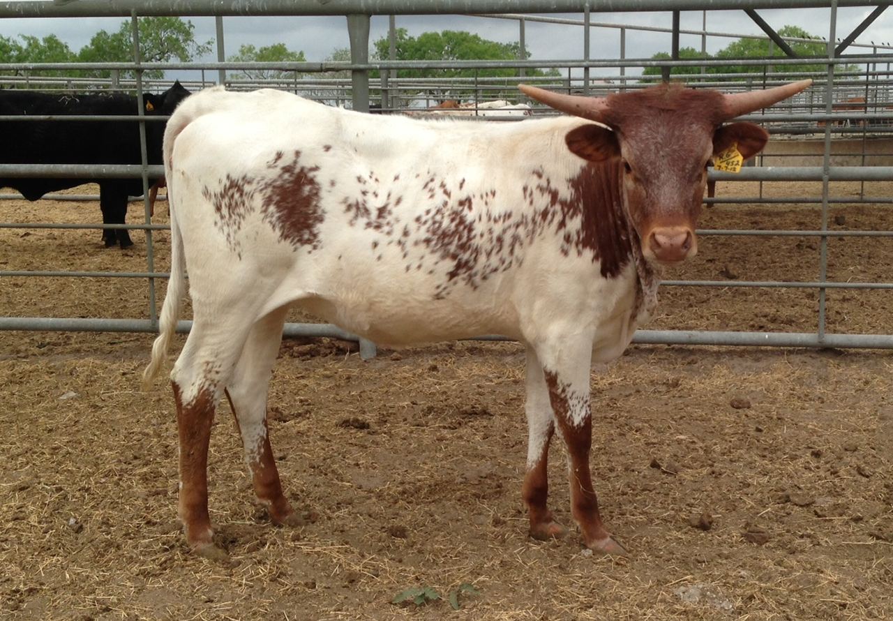 Female Longhorns of EL COYOTE RANCH, Registered Texas Longhorn Female ...